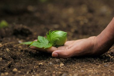 cotton fruit on hand