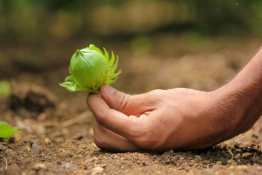 cotton fruit on hand