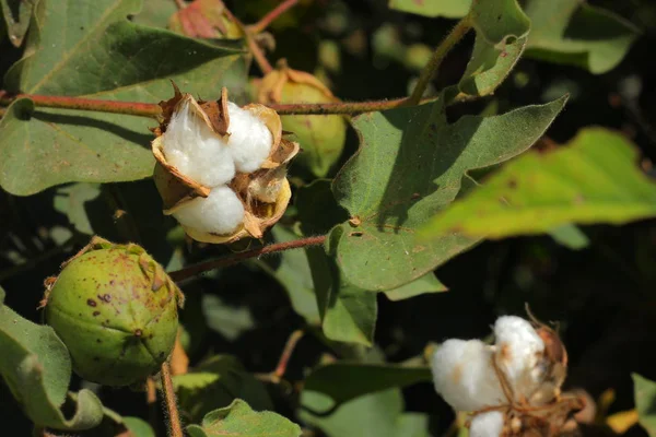 fresh green cotton farm India