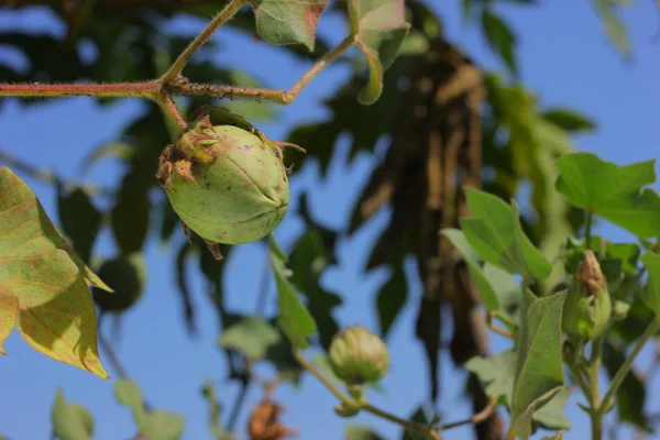 Färsk Grön Bomull Gård Indien — Stockfoto