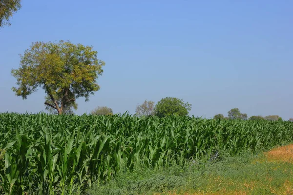 corn field in the summer
