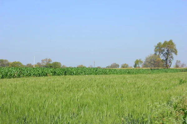 Green Wheat Field India — Stockfoto