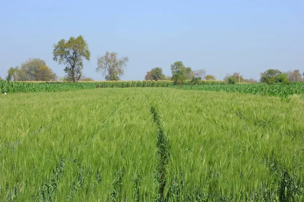 Green Wheat Field India — Stockfoto