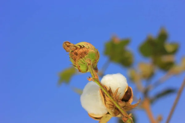 Fresh Cotton Fields India — Stock Photo, Image