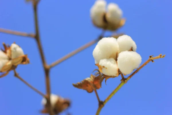 Fresh Cotton Fields India — Zdjęcie stockowe