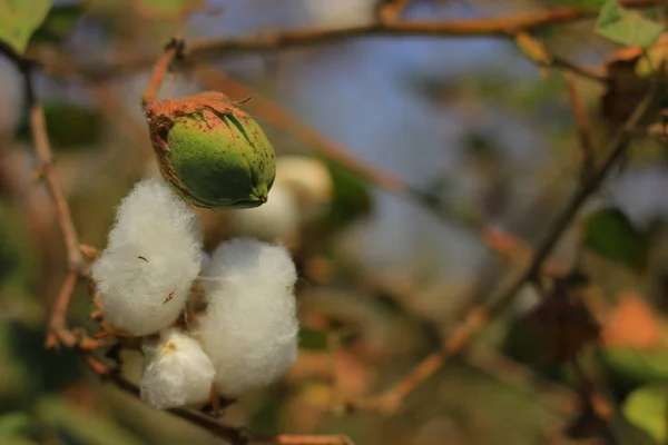 Fresh Cotton Fields India — Stockfoto
