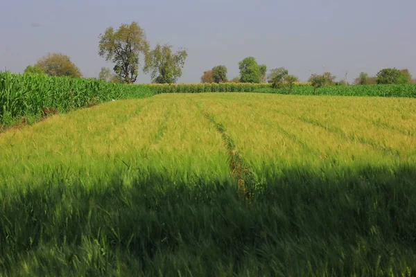 Green Wheat Field India — Stockfoto