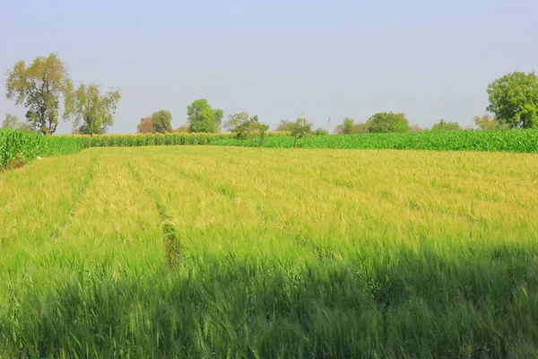 Green Wheat Field India — Stock Photo, Image