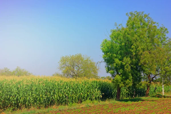 Green Corn Farm India — Stockfoto