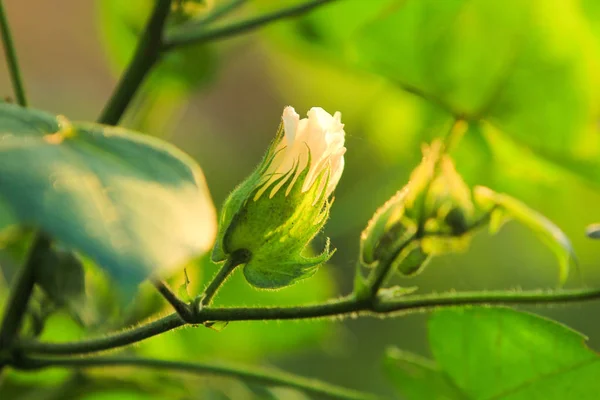 Fresh Green Cotton Farm — Fotografia de Stock