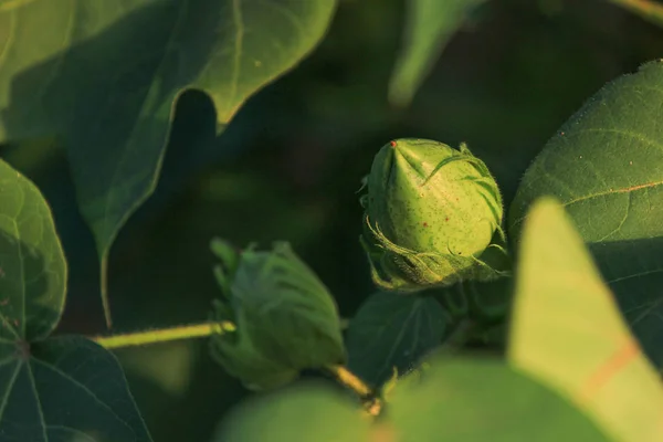 Fresh Green Cotton Farm — Fotografia de Stock