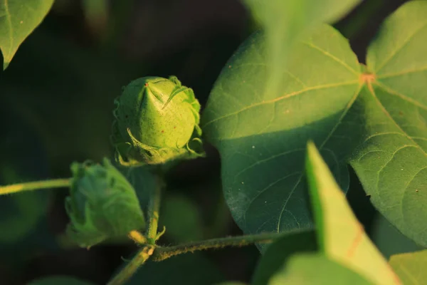 Fresh Green Cotton Farm — стокове фото