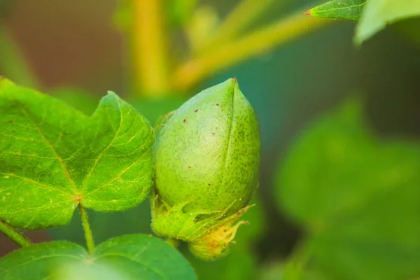 Fresh Green Cotton Farm — Fotografia de Stock