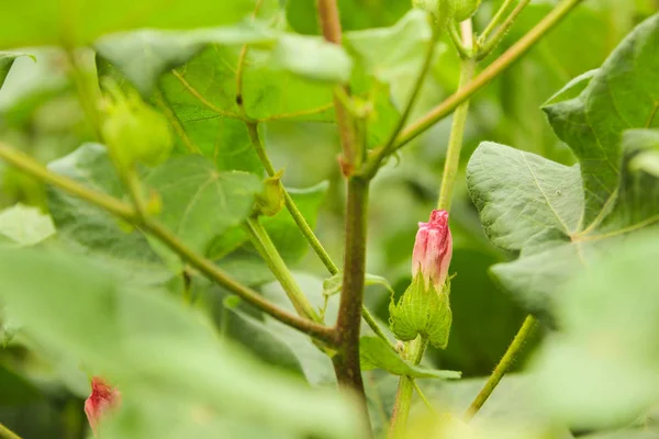 Fresh Green Cotton Farm — Fotografia de Stock