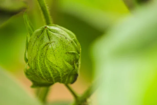 Fresh Green Cotton Farm — Fotografia de Stock