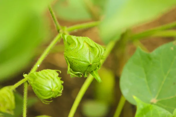 Fresh Green Cotton Farm — Fotografia de Stock