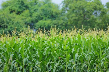 taze yeşil mısır tarlası