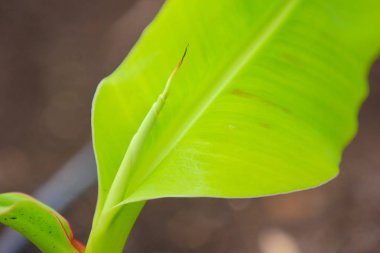 New born banana plant in farm
