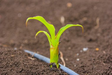New born banana plant in farm