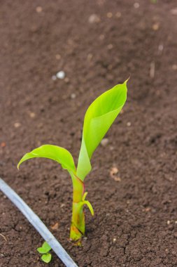 New born banana plant in farm