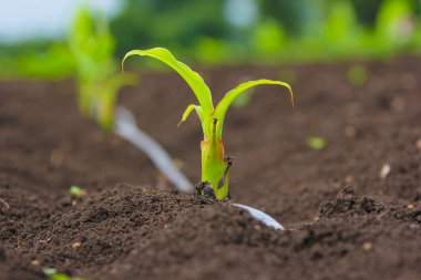New born banana plant in farm