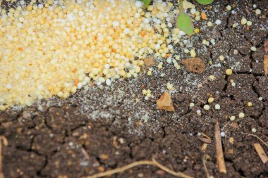 a closeup shot of a ground with a white pepper