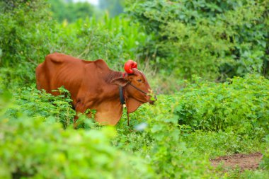 bull in farm  eating something