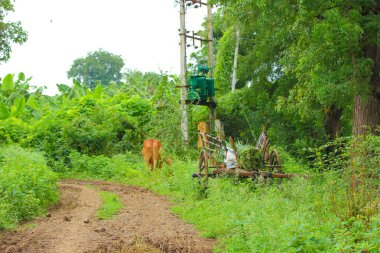 bull cart in farm 