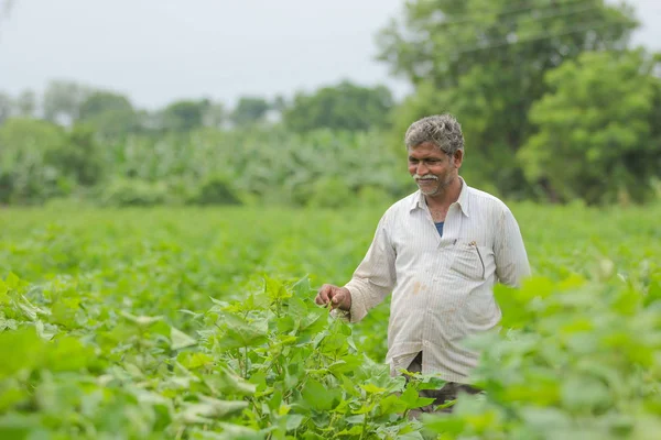 Indian farmer in cotton farm