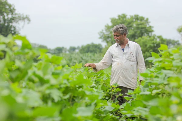 Indian farmer in cotton farm