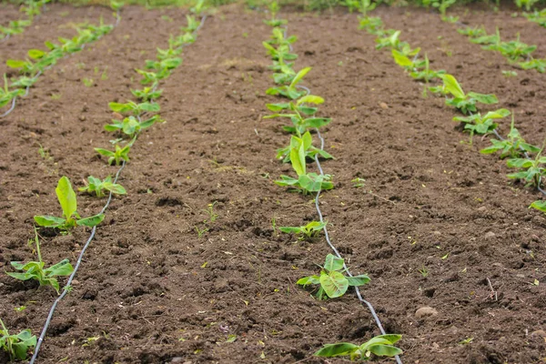 New Born Banana Plant Farm — Zdjęcie stockowe