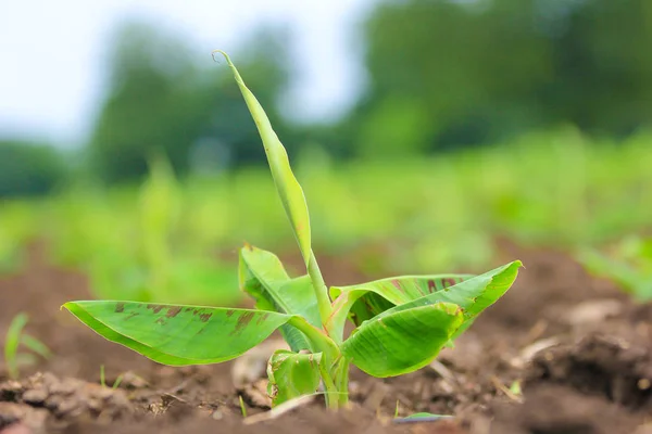 New Born Banana Plant Farm — Zdjęcie stockowe