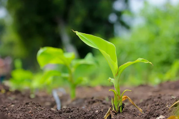 New Born Banana Plant Farm — Stockfoto