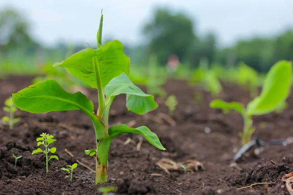 New Born Banana Plant Farm —  Fotos de Stock