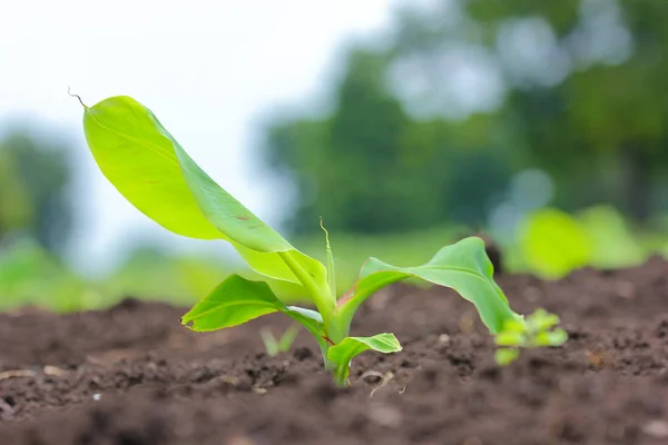 New Born Banana Plant Farm — Zdjęcie stockowe