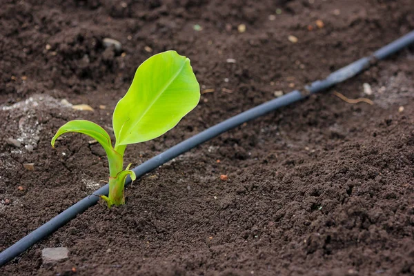 New Born Banana Plant Farm — стоковое фото