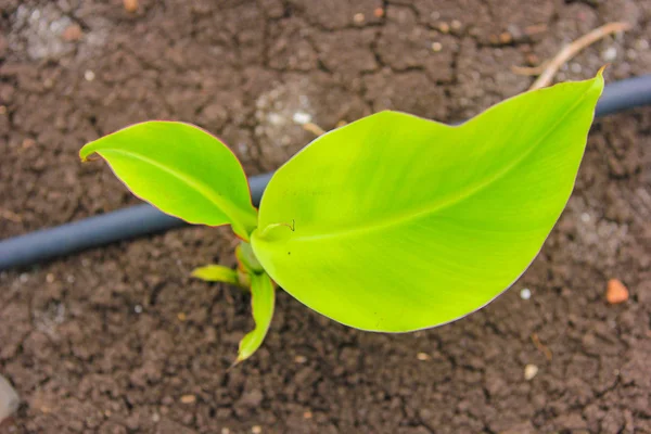 New Born Banana Plant Farm —  Fotos de Stock