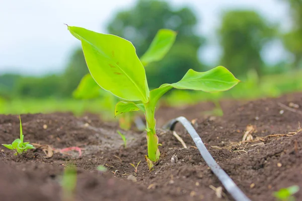 New Born Banana Plant Farm — Stockfoto