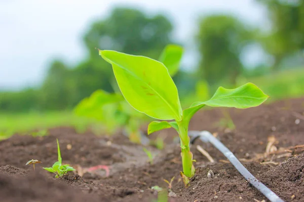 New Born Banana Plant Farm — Stockfoto