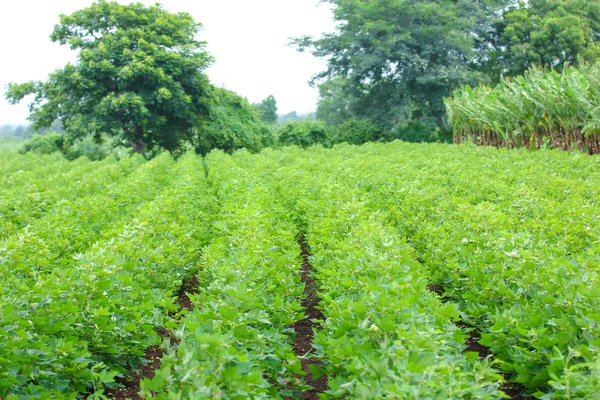 Fresh Green Cotton Farm — Zdjęcie stockowe