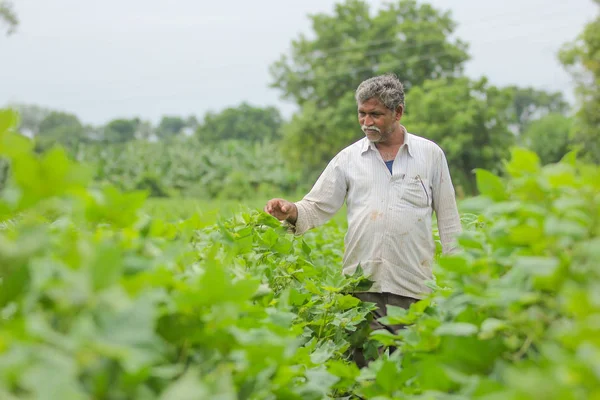 Fermier Indien Dans Ferme Coton Images De Stock Libres De Droits