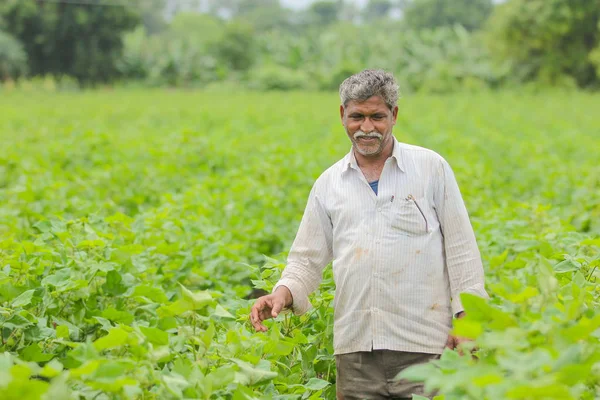 綿農場のインドの農家 ロイヤリティフリーのストック画像