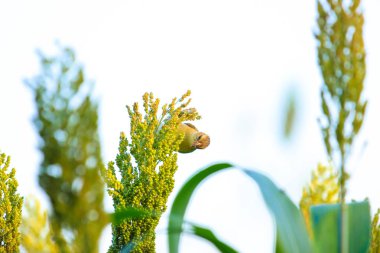 bird on jowar grain field