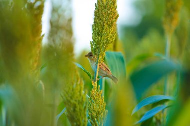 bird on jowar grain field