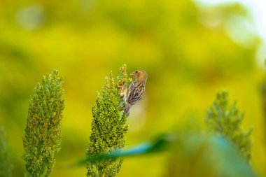 bird on jowar grain field