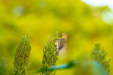 bird on jowar grain field