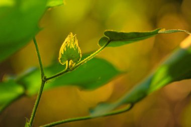 Green cotton fields India