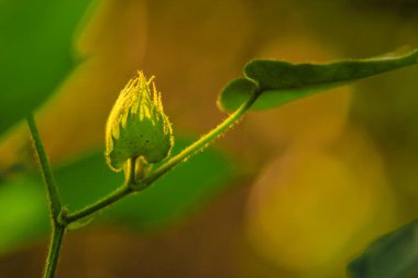 Green cotton fields India