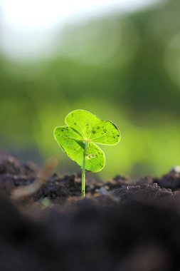 Small cotton plant, Born Concept