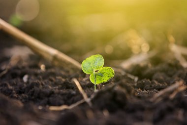 Small cotton plant, Born Concept